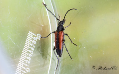ngsblombock - Black-striped Longhorn Beetle (Stenurella melanura)
