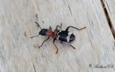 Myrbagge - European Red-bellied Clerid (Thanasimus formicarius)