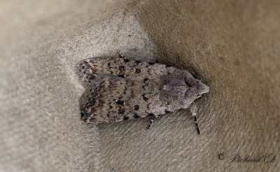 Vitpunktslvfly - Pale Mottled Willow (Caradrina clavipalpis)