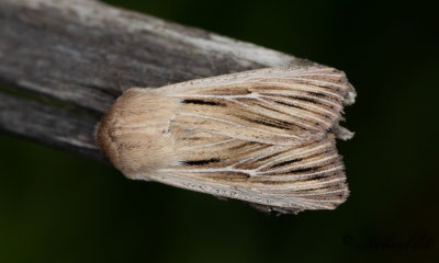 Kommatecknat grsfly (Leucania comma)