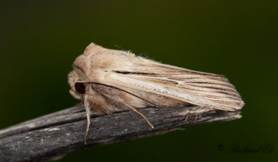 Kommatecknat grsfly (Leucania comma)