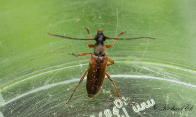 Smalblombock (Alosterna tabacicolor)