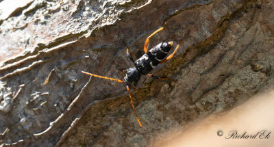 Smalbandad ekbarkbock (Plagionotus arcuatus)