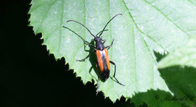 ngsblombock - Black-striped Longhorn Beetle (Stenurella melanura)