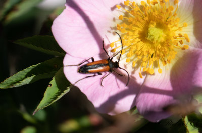 ngsblombock - Black-striped Longhorn Beetle (Stenurella melanura)