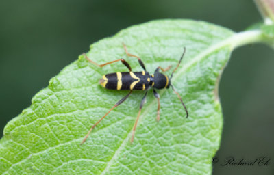Lvgetingbock (Clytus arietis)
