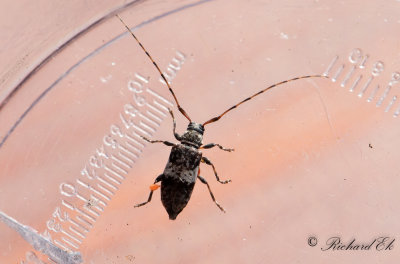 Flckig splintbock (Leiopus nebulosus)