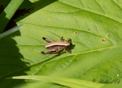 Buskvrtbitare (Pholidoptera griseoaptera)