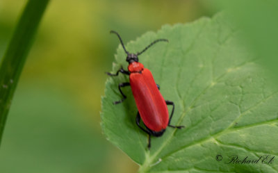 Stor kardinalbagge (Pyrochroa coccinea)