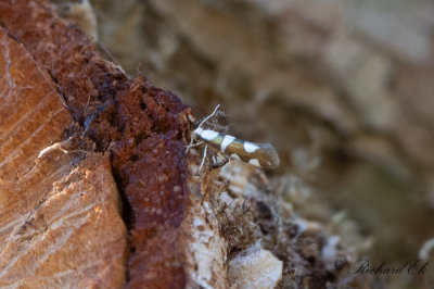 Bjrkhngemal (Argyresthia brockeella)