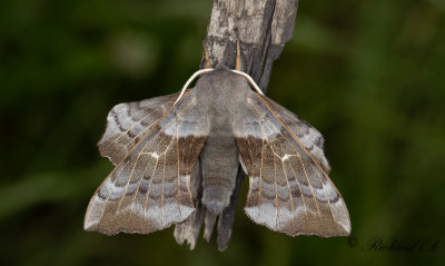 Poppelsvrmare - Poplar Hawk-moth (Laothoe populi) 