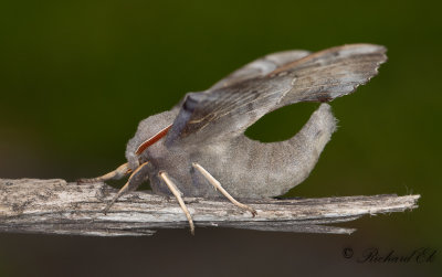 Poppelsvrmare - Poplar Hawk-moth (Laothoe populi) 