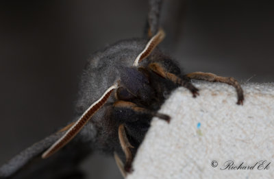 Poppelsvrmare - Poplar Hawk-moth (Laothoe populi) 