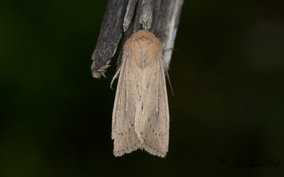 Prickgrsfly - Obscure Wainscot (Leucania obsoleta)