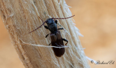 Skulderflcksbock (Tetropium fuscum)