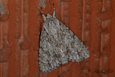 Lnnaftonfly - The Sycamore (Acronicta aceris)