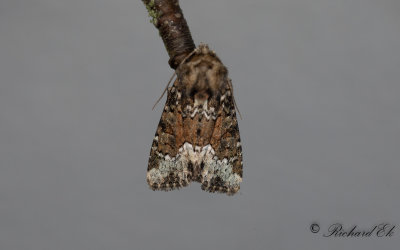 Hundäxingsängsfly - Marbled Minor (Oligia strigilis)