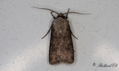 Sdesbroddsfly - Turnip Moth (Agrotis segetum)