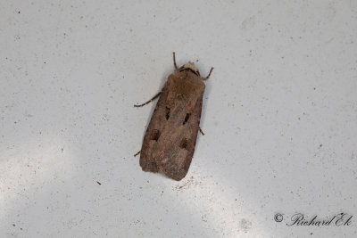 kerjordfly - Heart & Dart (Agrotis exclamationis)