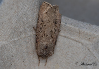 Sdesbroddsfly - Turnip Moth (Agrotis segetum)