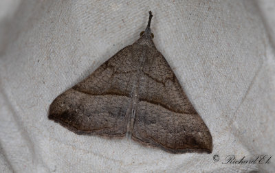 Brunstreckat nbbfly - The Snout (Hypena proboscidalis)