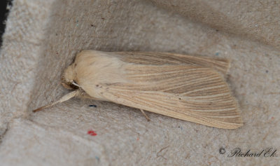 Halmgult grsfly - Common Wainscot (Mythimna pallens)