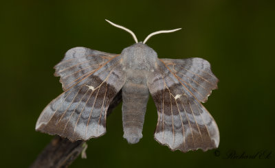 Poppelsvrmare - Poplar Hawk-moth (Laothoe populi) 