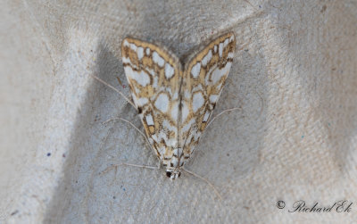 Nckrosmott - Brown China-mark (Elophila nymphaeata)