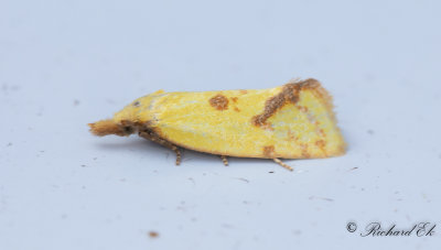 Tistelgulvecklare (Agapeta hamana)