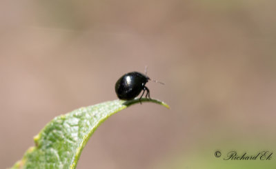 Klotbrfis (Coptosoma scutellatum)