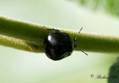 Klotbrfis (Coptosoma scutellatum)