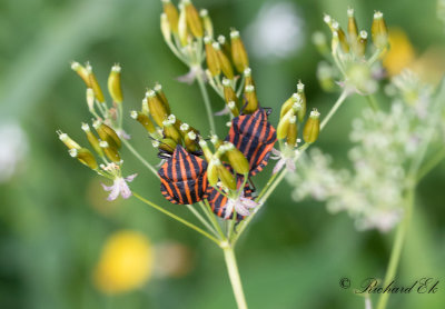 Strimlus - Striped Shield Bug (Graphosoma lineatum)