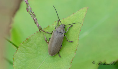 Dascillidae (Mossbaggar)