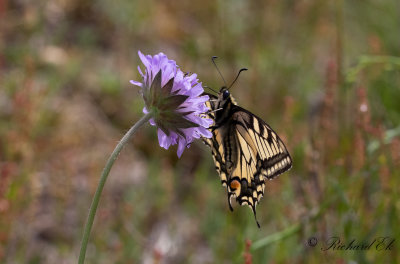 Makaonfjril - Swallowtail (Papilio machaon)