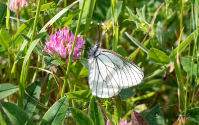 Hagtornsfjril - Black Veined White (Aporia crataegi)