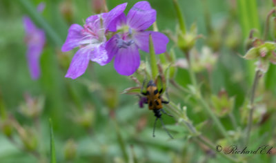 Strre frgeteckenbock (Brachyta interrogationis)