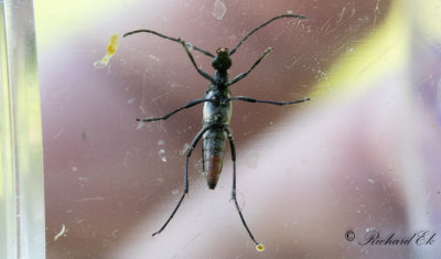 Rdbukig blombock (Stenurella nigra)