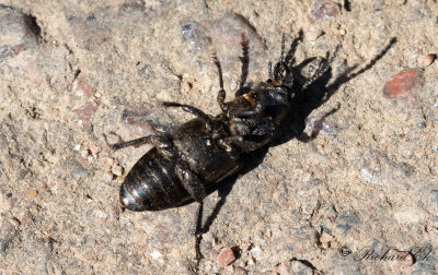 Bitbock (Spondylis buprestoides)