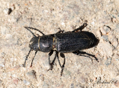 Bitbock (Spondylis buprestoides)