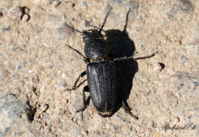 Bitbock (Spondylis buprestoides)