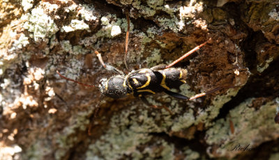 Ekgetingbock (Xylotrechus antilope)