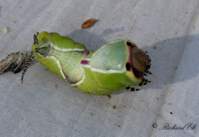 Strre gaffelsvans - Puss moth (Cerura vinula)