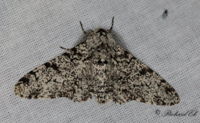 Bjrkmtare - Peppered Moth (Biston betularia)