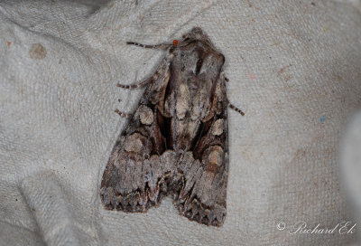 Blbrslundfly - Light Brocade (Lacanobia w-latinum)