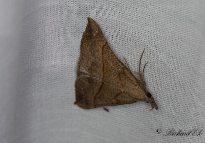 Brunstreckat nbbfly - The Snout (Hypena proboscidalis)