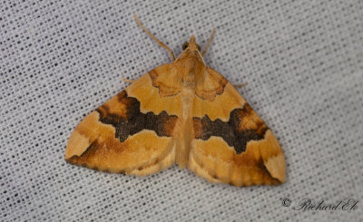 Citrongul fltmtare - Barred Yellow (Cidaria fulvata)