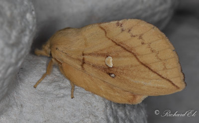 Grselefant - The Drinker (Euthrix potatoria)