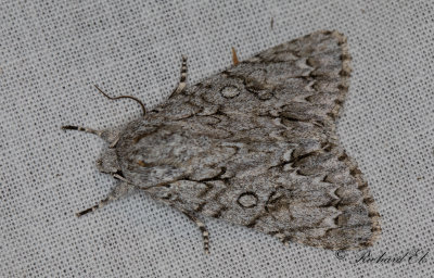 Lnnaftonfly - The Sycamore (Acronicta aceris)