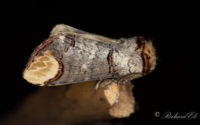Oxhuvudspinnare - The Buff-tip (Phalera bucephala)