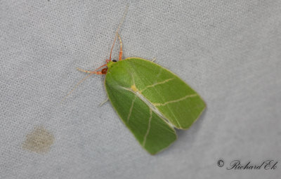 Strre btspinnare - Scarce Silver-lines (Bena bicolorana)